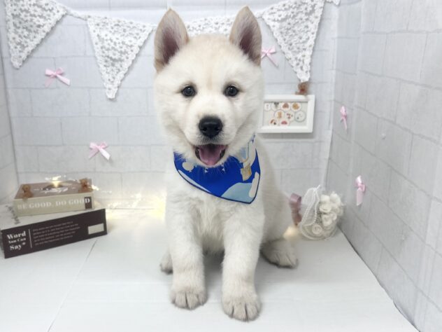 香川県のハーフ犬・ミックス犬 (ワンキャラット アミーゴ屋島店/2026年5月3日生まれ/男の子/クリーム)の子犬の1枚目の画像