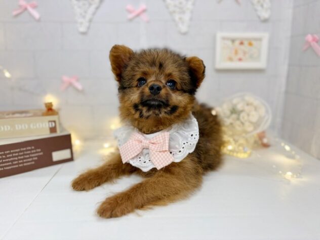 香川県のハーフ犬・ミックス犬 (ワンキャラット アミーゴ屋島店/2026年4月10日生まれ/女の子/その他色)の子犬の2枚目の画像
