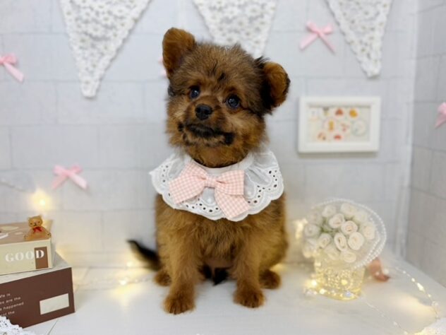香川県のハーフ犬・ミックス犬 (ワンキャラット アミーゴ屋島店/2026年4月10日生まれ/女の子/その他色)の子犬の1枚目の画像