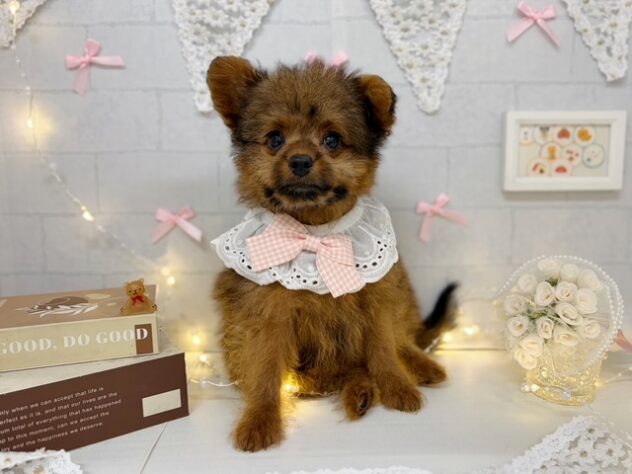 香川県のハーフ犬・ミックス犬 (ワンキャラット アミーゴ屋島店/2026年4月10日生まれ/女の子/その他色)の子犬の3枚目の画像