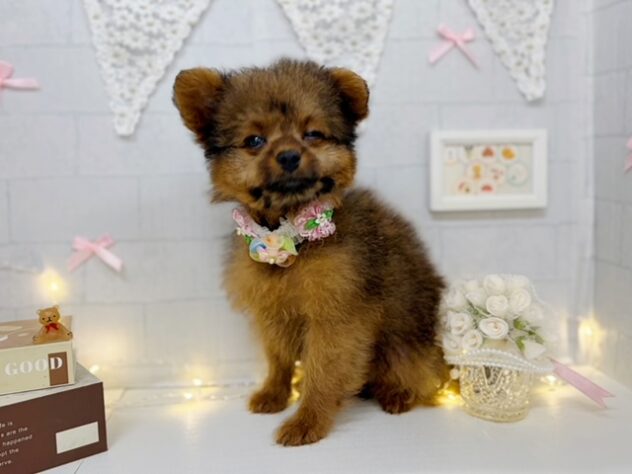 香川県のハーフ犬・ミックス犬 (ワンキャラット アミーゴ屋島店/2026年4月10日生まれ/女の子/その他色)の子犬の4枚目の画像