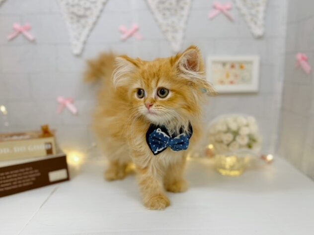 香川県のラガマフィン (ワンキャラット アミーゴ屋島店/2026年5月10日生まれ/男の子/レッド)の子猫の3枚目の画像