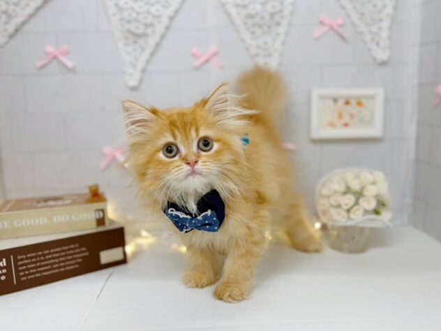 香川県のラガマフィン (ワンキャラット アミーゴ屋島店/2026年5月10日生まれ/男の子/レッド)の子猫の1枚目の画像