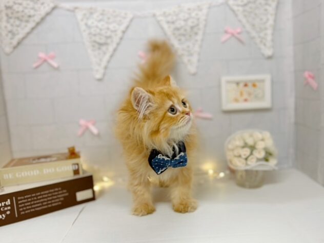香川県のラガマフィン (ワンキャラット アミーゴ屋島店/2026年5月10日生まれ/男の子/レッド)の子猫の4枚目の画像