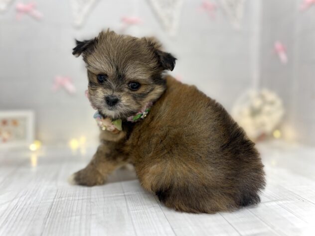 香川県のハーフ犬・ミックス犬 (ワンキャラット アミーゴ屋島店/2026年5月30日生まれ/女の子/フォーン)の子犬の1枚目の画像