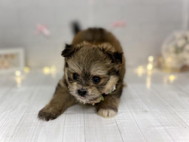 香川県のハーフ犬・ミックス犬 (ワンキャラット アミーゴ屋島店/2026年5月30日生まれ/女の子/フォーン)の子犬の2枚目の画像