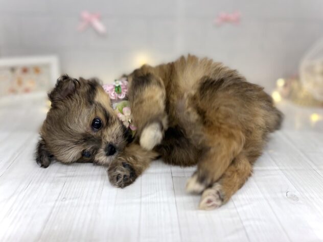 香川県のハーフ犬・ミックス犬 (ワンキャラット アミーゴ屋島店/2026年5月30日生まれ/女の子/フォーン)の子犬の3枚目の画像