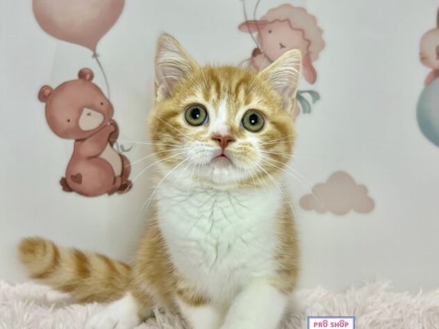 広島県のスコティッシュフォールド (アミーゴ温品店/2026年4月18日生まれ/男の子/レッドマッカレルタビーホワイト)の子猫