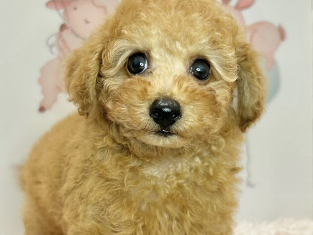 広島県のトイプードル(トイ) (アミーゴ温品店/2026年5月10日生まれ/男の子/レッドフォーン)の子犬の1枚目の画像