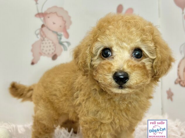 広島県のトイプードル(トイ) (アミーゴ温品店/2026年5月10日生まれ/男の子/レッドフォーン)の子犬の2枚目の画像