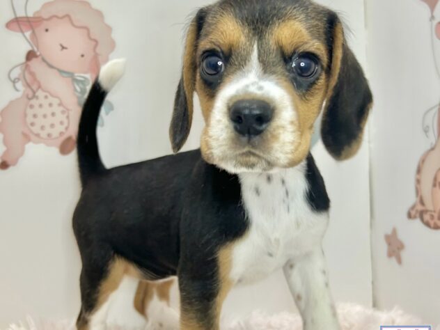 広島県のビーグル (アミーゴ温品店/2026年5月10日生まれ/女の子/ブラックタンホワイト)の子犬の1枚目の画像