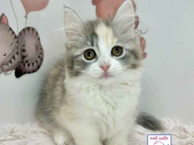 広島県のマンチカンの子猫を価格や特徴で探す|ペットショップ探すなら