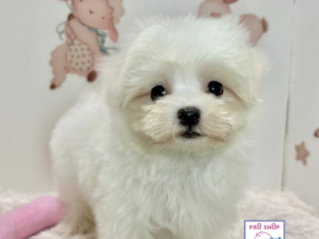 広島県のマルチーズ (アミーゴ温品店/2026年5月20日生まれ/男の子/ホワイト)の子犬の1枚目の画像