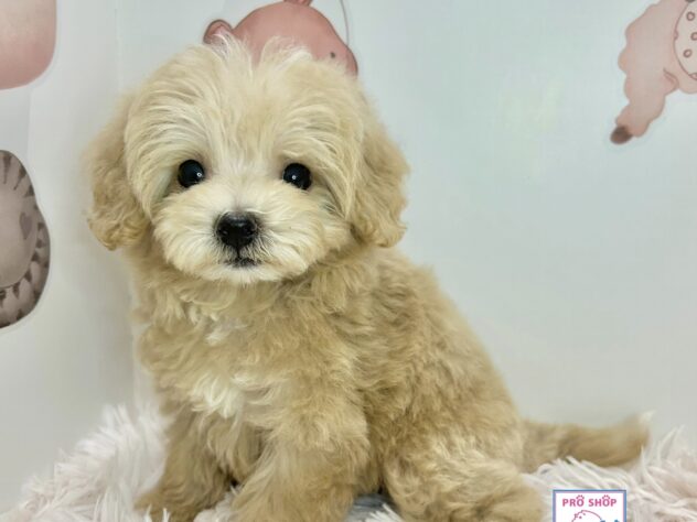 広島県のハーフ犬・ミックス犬 (アミーゴ温品店/2026年5月17日生まれ/女の子/クリーム)の子犬の1枚目の画像