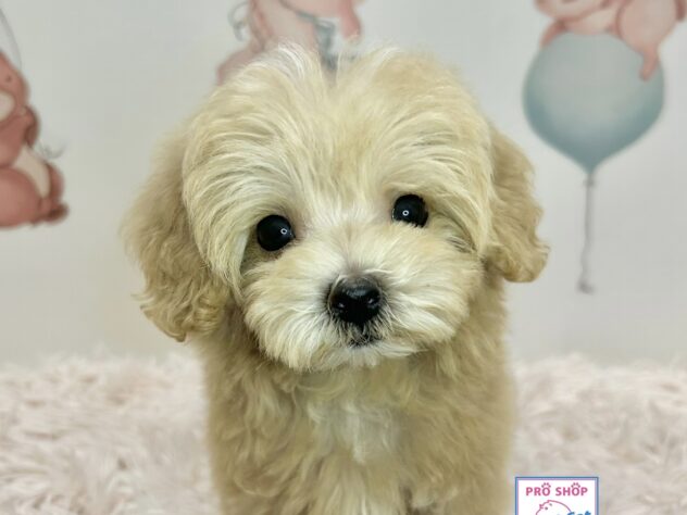 広島県のハーフ犬・ミックス犬 (アミーゴ温品店/2026年5月17日生まれ/女の子/クリーム)の子犬の2枚目の画像