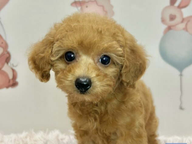 広島県のトイプードル(トイ) (アミーゴ温品店/2026年5月27日生まれ/女の子/レッドフォーン)の子犬の3枚目の画像