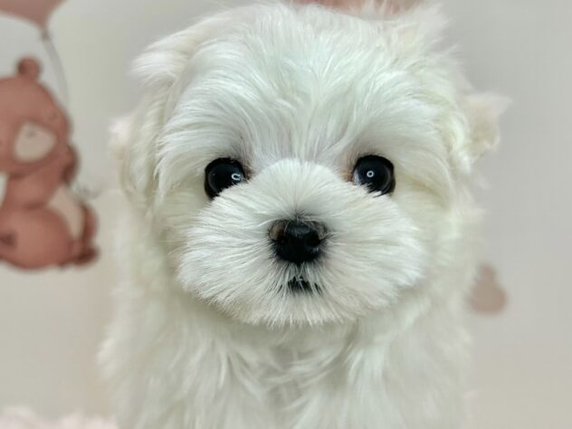 広島県のマルチーズ (アミーゴ温品店/2026年5月25日生まれ/女の子/ホワイト)の子犬