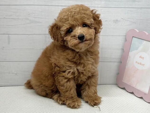 徳島県のトイプードル(トイ) (アミーゴ徳島店/2026年5月3日生まれ/女の子/オレンジフォーン)の子犬の2枚目の画像