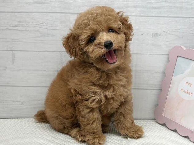 徳島県のトイプードル(トイ) (アミーゴ徳島店/2026年5月3日生まれ/女の子/オレンジフォーン)の子犬の1枚目の画像
