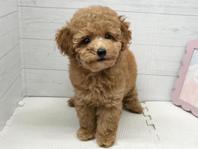 徳島県のトイプードル(トイ) (アミーゴ徳島店/2026年5月3日生まれ/女の子/オレンジフォーン)の子犬の4枚目の画像