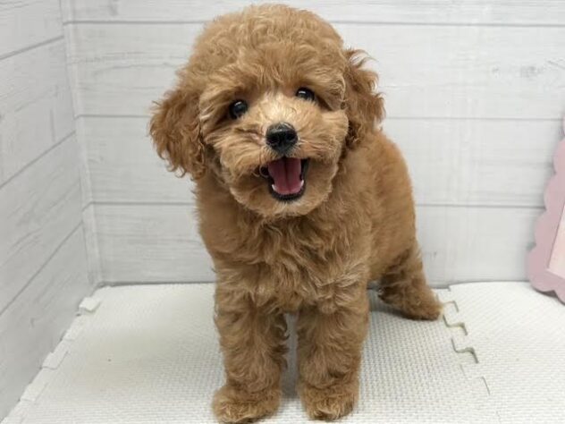徳島県のトイプードル(トイ) (アミーゴ徳島店/2026年5月3日生まれ/女の子/オレンジフォーン)の子犬の3枚目の画像