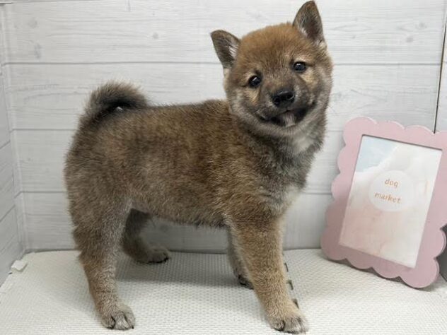 徳島県の豆柴 (アミーゴ徳島店/2026年5月3日生まれ/男の子/赤)の子犬の4枚目の画像