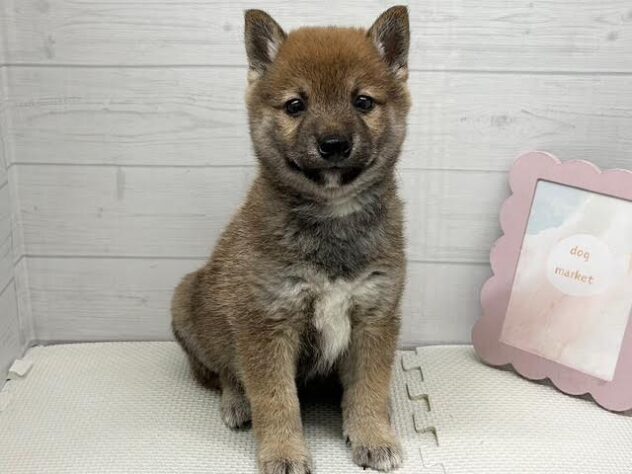 徳島県の豆柴 (アミーゴ徳島店/2026年5月3日生まれ/男の子/赤)の子犬の1枚目の画像