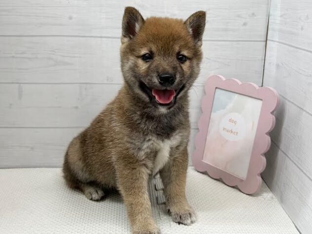徳島県の豆柴 (アミーゴ徳島店/2026年5月3日生まれ/男の子/赤)の子犬の2枚目の画像