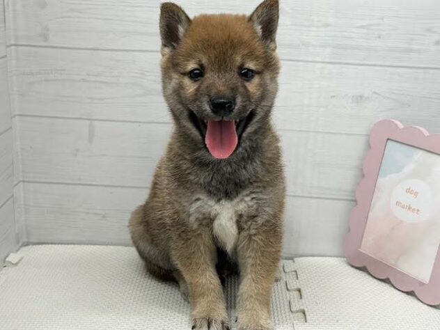 徳島県の豆柴 (アミーゴ徳島店/2026年5月3日生まれ/男の子/赤)の子犬の3枚目の画像
