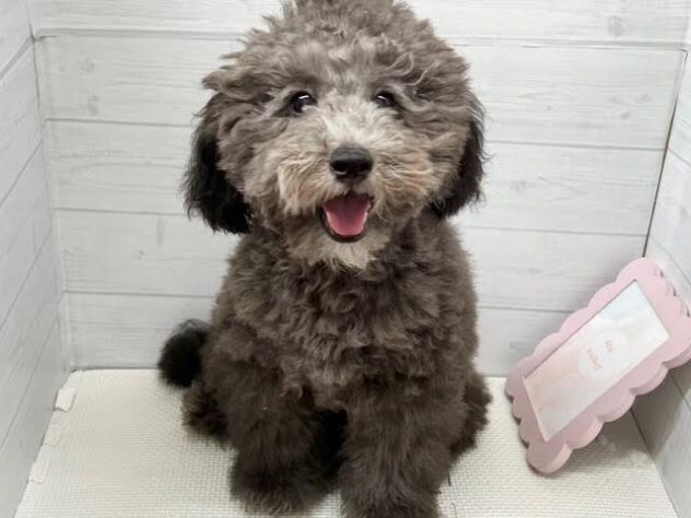徳島県のトイプードル(トイ) (アミーゴ徳島店/2026年2月2日生まれ/男の子/シルバー)の子犬の1枚目の画像