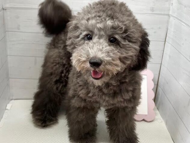 徳島県のトイプードル(トイ) (アミーゴ徳島店/2026年2月2日生まれ/男の子/シルバー)の子犬の3枚目の画像