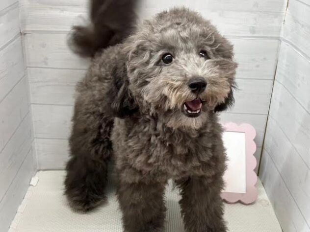 徳島県のトイプードル(トイ) (アミーゴ徳島店/2026年2月2日生まれ/男の子/シルバー)の子犬の2枚目の画像