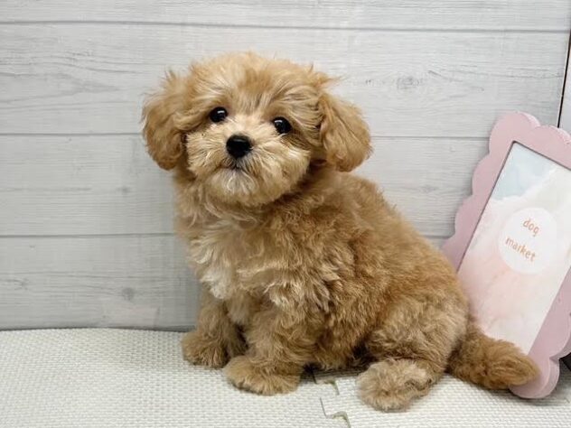 徳島県のハーフ犬・ミックス犬 (アミーゴ徳島店/2026年5月17日生まれ/男の子/クリーム)の子犬の1枚目の画像
