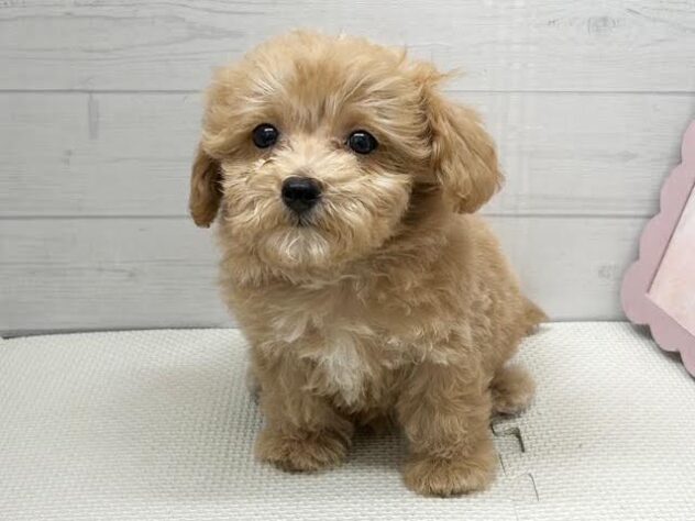 徳島県のハーフ犬・ミックス犬 (アミーゴ徳島店/2026年5月17日生まれ/男の子/クリーム)の子犬の2枚目の画像