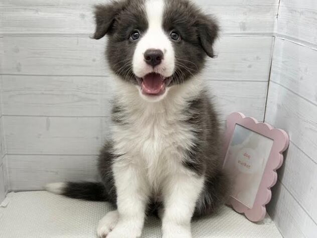 徳島県のボーダーコリー (アミーゴ徳島店/2026年5月25日生まれ/男の子/ブルーホワイト)の子犬の1枚目の画像