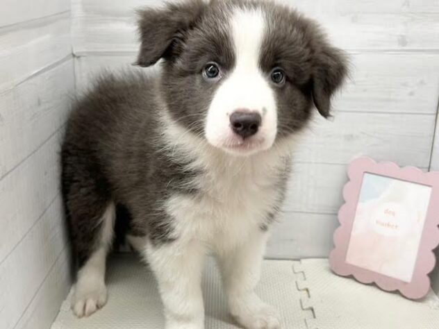 徳島県のボーダーコリー (アミーゴ徳島店/2026年5月25日生まれ/男の子/ブルーホワイト)の子犬の2枚目の画像