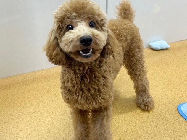徳島県のトイプードル(トイ) (アミーゴ徳島店/2025年12月13日生まれ/女の子/レッド)の子犬の2枚目の画像
