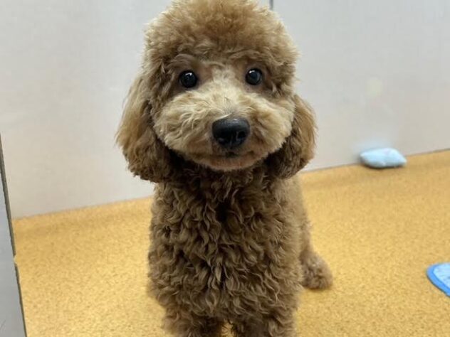 徳島県のトイプードル(トイ) (アミーゴ徳島店/2025年12月13日生まれ/女の子/レッド)の子犬の1枚目の画像