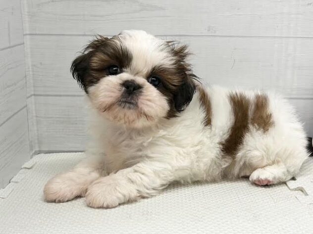 徳島県のシーズー (アミーゴ徳島店/2026年5月23日生まれ/男の子/ホワイトゴールド)の子犬の1枚目の画像