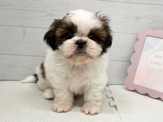 徳島県のシーズー (アミーゴ徳島店/2026年5月23日生まれ/男の子/ホワイトゴールド)の子犬の2枚目の画像