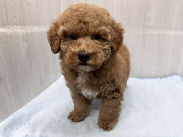 徳島県のトイプードル(トイ) (アミーゴ北島店/2026年5月5日生まれ/男の子/オレンジフォーン)の子犬の1枚目の画像
