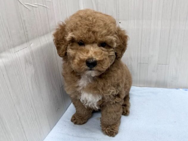 徳島県のトイプードル(トイ) (アミーゴ北島店/2026年5月5日生まれ/男の子/オレンジフォーン)の子犬の3枚目の画像