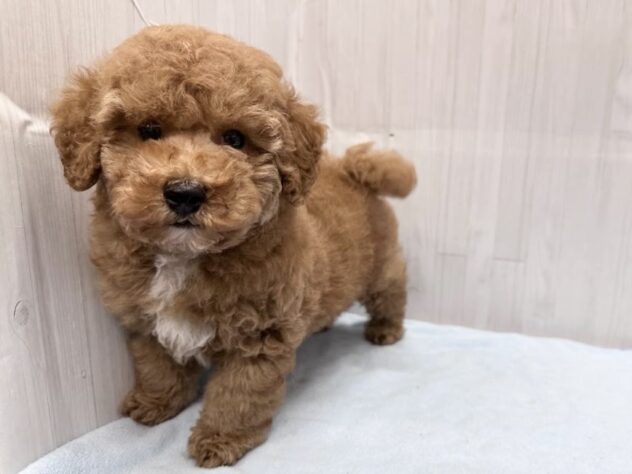 徳島県のトイプードル(トイ) (アミーゴ北島店/2026年5月5日生まれ/男の子/オレンジフォーン)の子犬の2枚目の画像