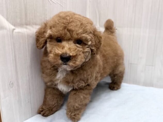 徳島県のトイプードル(トイ) (アミーゴ北島店/2026年5月5日生まれ/男の子/オレンジフォーン)の子犬の4枚目の画像