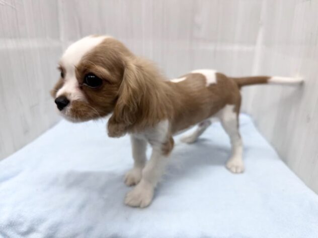 徳島県のハーフ犬・ミックス犬 (アミーゴ北島店/2026年3月18日生まれ/男の子/ブレンハイム)の子犬の4枚目の画像