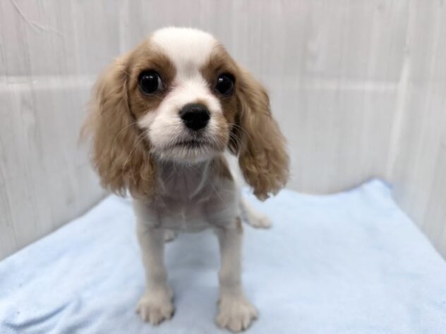 徳島県のハーフ犬・ミックス犬 (アミーゴ北島店/2026年3月18日生まれ/男の子/ブレンハイム)の子犬