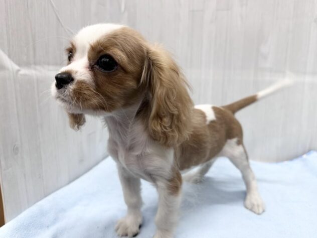 徳島県のハーフ犬・ミックス犬 (アミーゴ北島店/2026年3月18日生まれ/男の子/ブレンハイム)の子犬の2枚目の画像