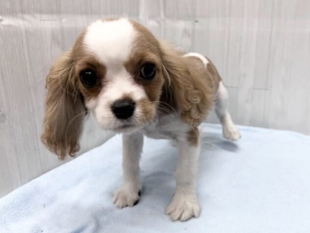 徳島県のハーフ犬・ミックス犬 (アミーゴ北島店/2026年3月18日生まれ/男の子/ブレンハイム)の子犬の3枚目の画像