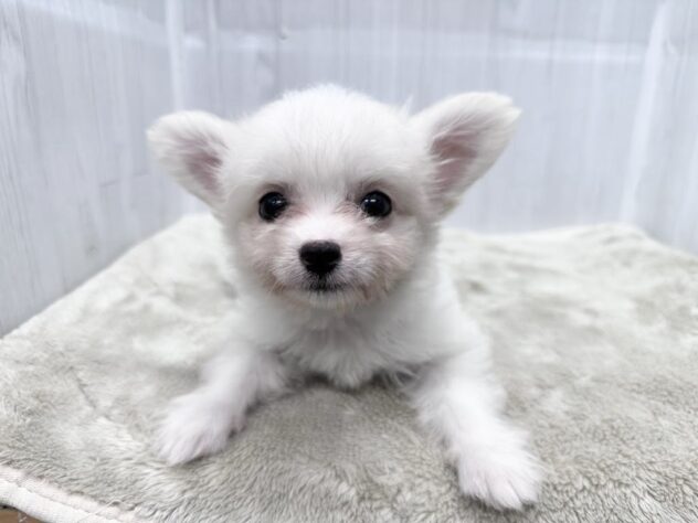 徳島県のハーフ犬・ミックス犬 (アミーゴ北島店/2026年4月30日生まれ/男の子/クリーム)の子犬