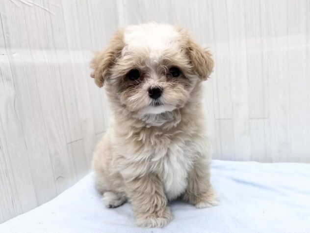 徳島県のハーフ犬・ミックス犬 (アミーゴ北島店/2026年5月13日生まれ/女の子/アプリコット)の子犬の1枚目の画像